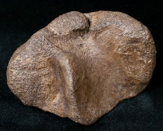 Dinosaur Calcaneum (Heel Bone) - Montana #12714